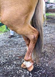 Is Your Horse Showing Signs of Problems in its Hind Legs? — Park