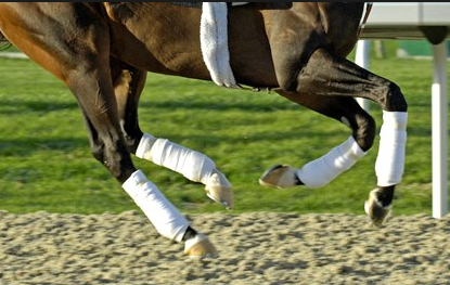 How to protect your horse's legs - Horses