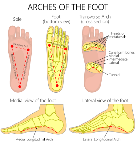 No Foot, No Farrier