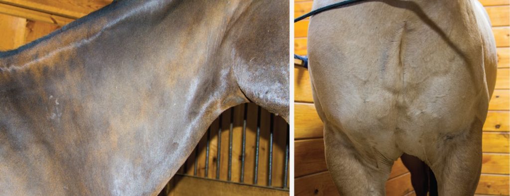 1024px x 395px - How to identify and release pain and restrictions in your horse - Dr. Pat  Bona