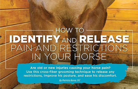 How to identify and release pain and restrictions in your horse - Dr. Pat  Bona